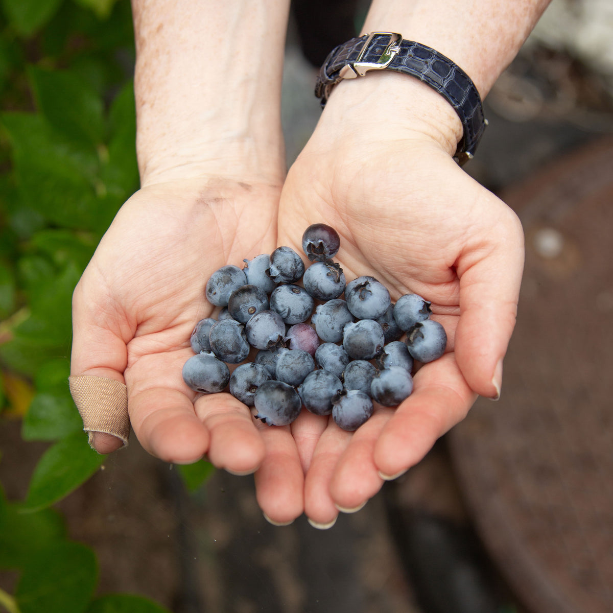 Blueberries in Hands on Hamptons Farm