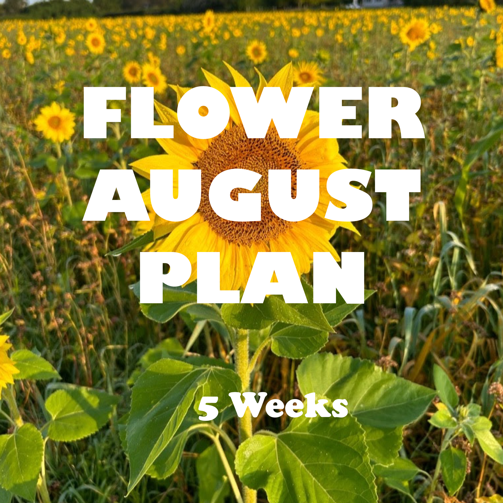 Flower August Plan