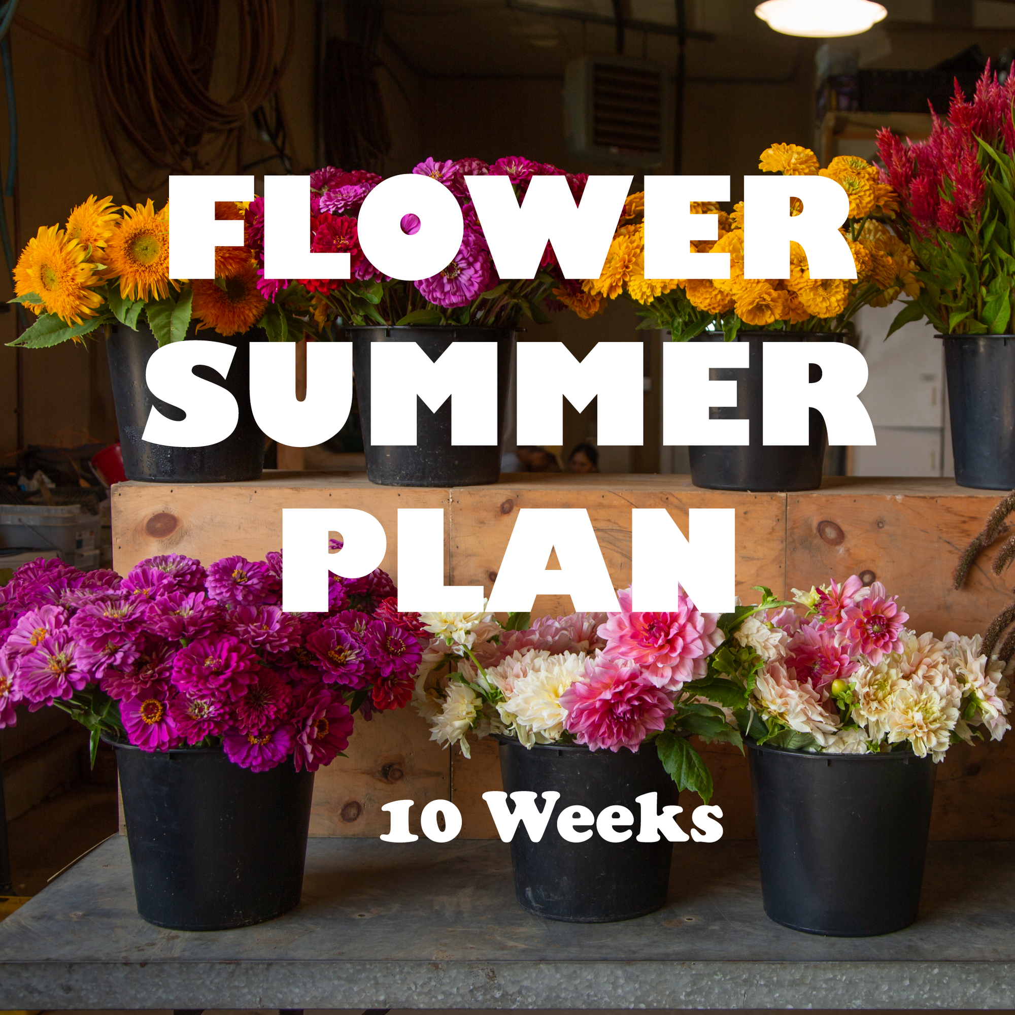 Flower Summer Plan