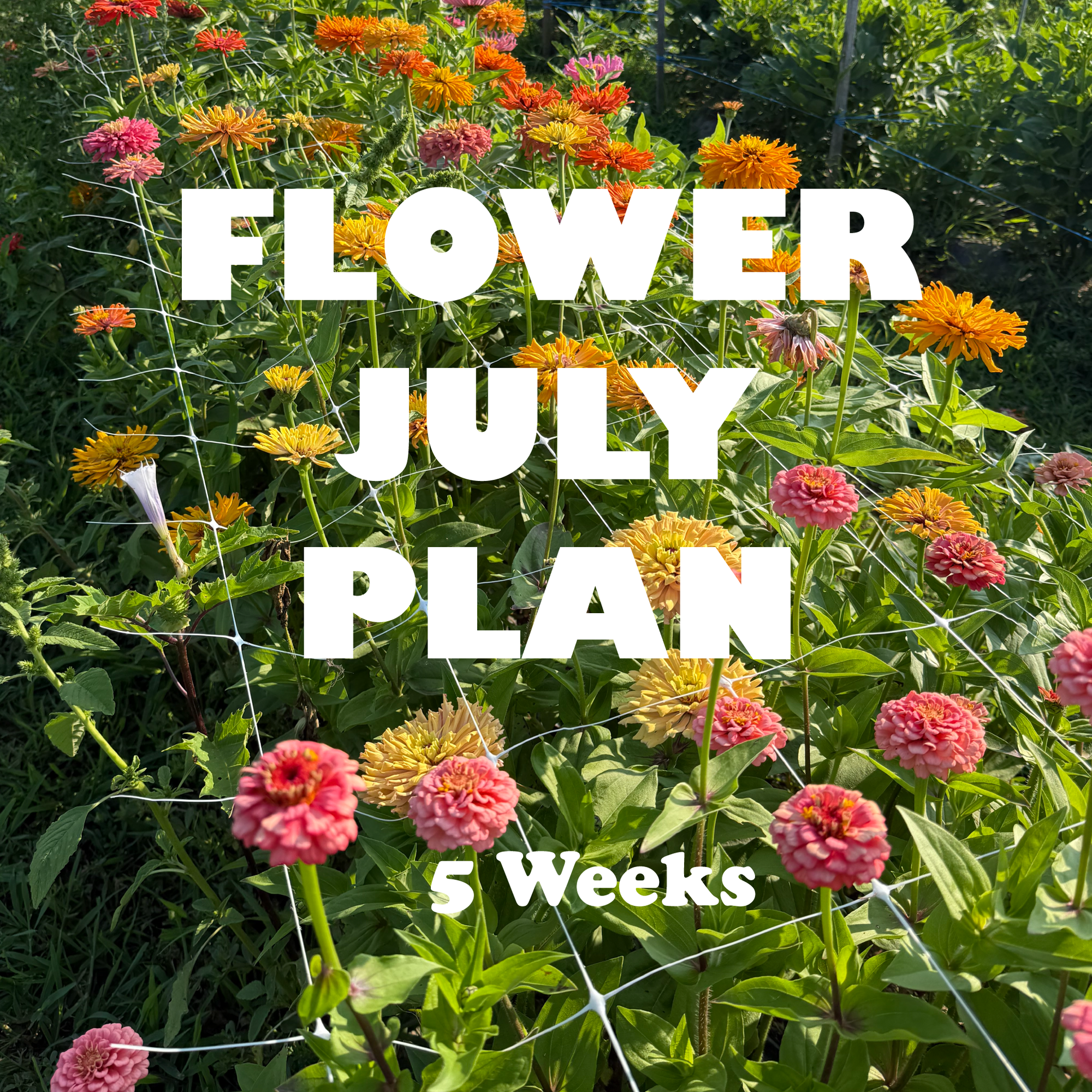 Flower July Plan