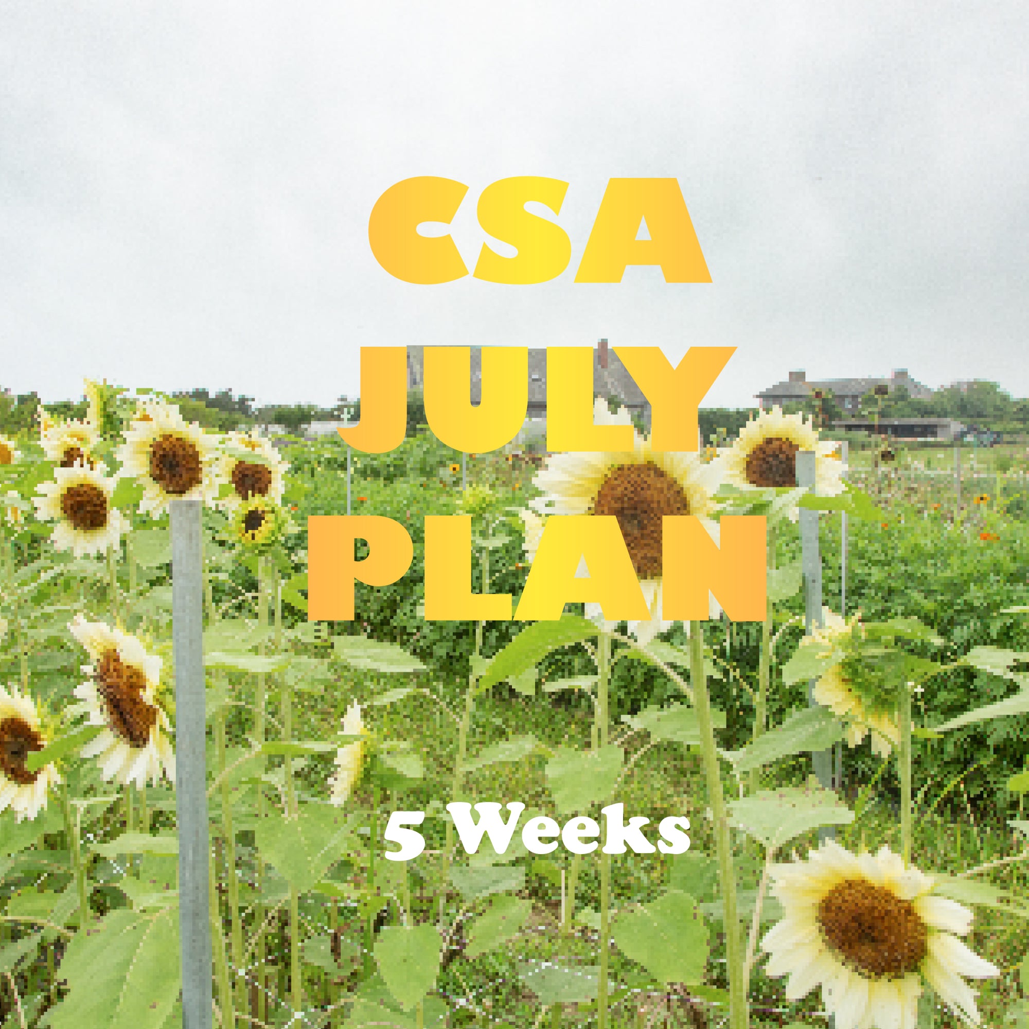 CSA July Plan
