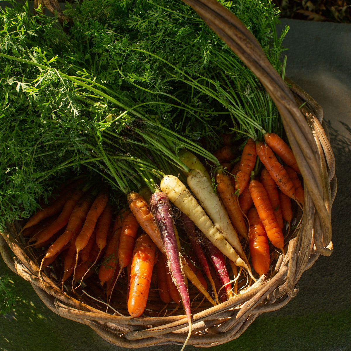 Carrots for CSA Stones Throw Farm